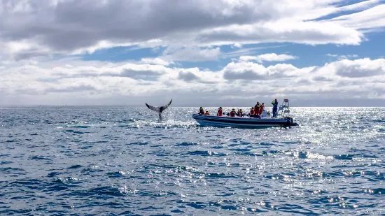 Whale Safari Iceland