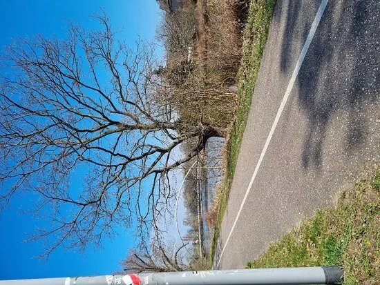 Der Eierschneider - Tiergartenbrucke