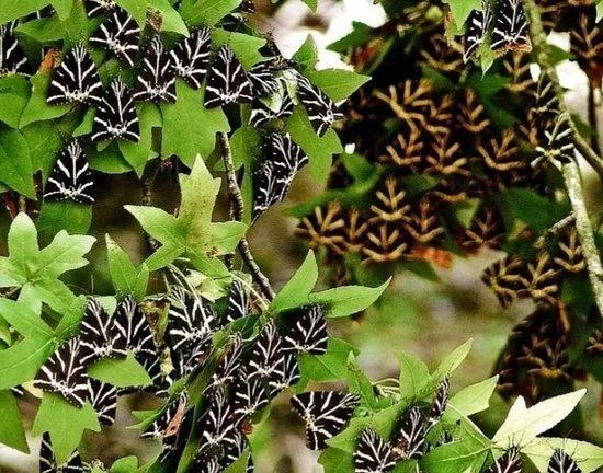 Valley of the Butterflies