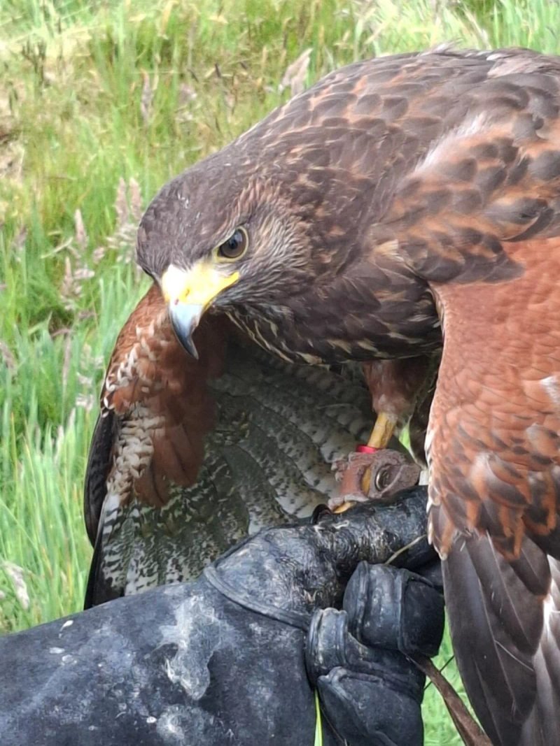 Cornwall Falconry