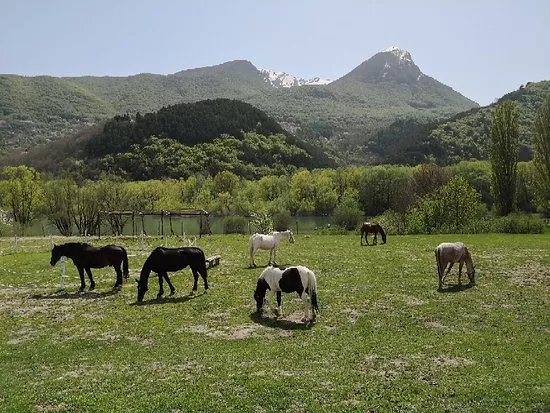 Horse's Wild Spirit