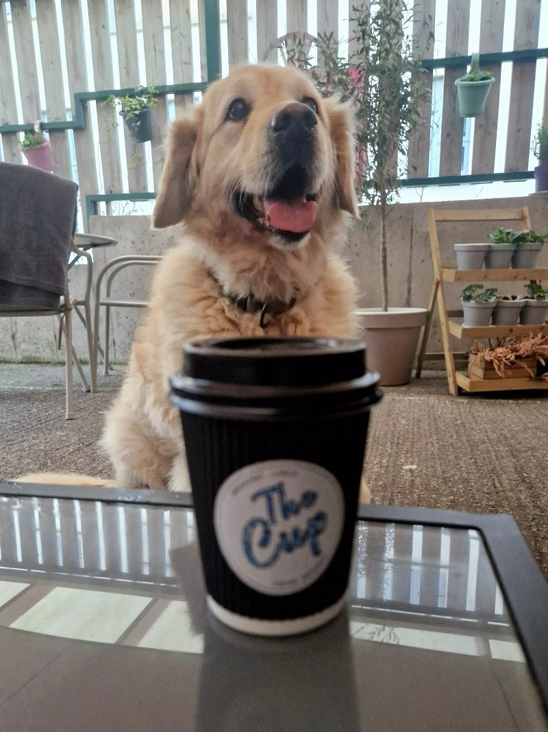 The Cup