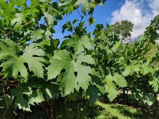 Azienda Agricola Roeno