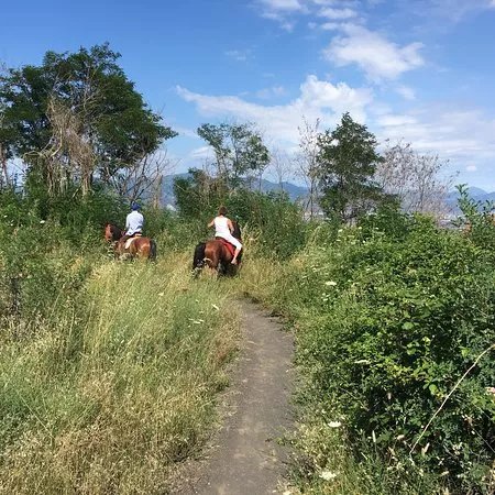 Horses Land Vesuvio