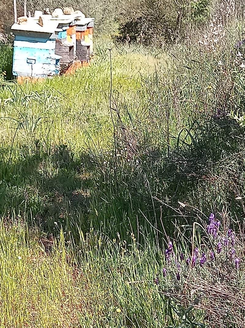 Foresta Demaniale Di Su Filigosu