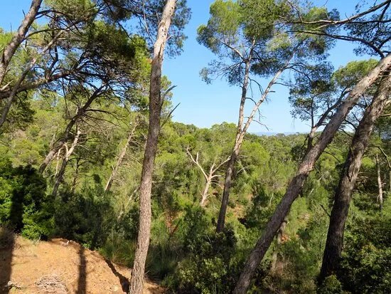 Pineta di Sinnai