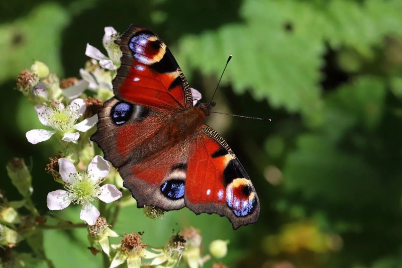 Der Harly - erlebenswertes Wander- und Naturschutzgebiet