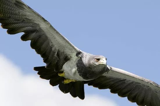 National Centre For Birds Of Prey