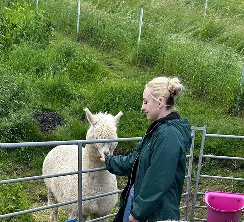 Wye Valley Alpacas
