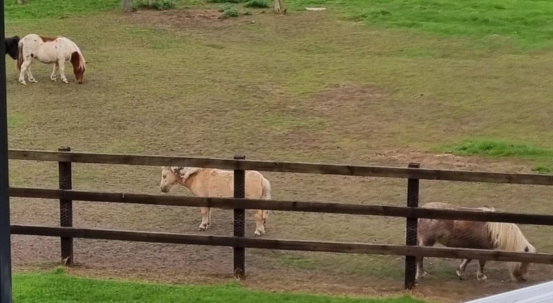 Graceland Farm B&B