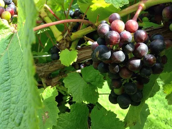 Shawsgate Vineyard