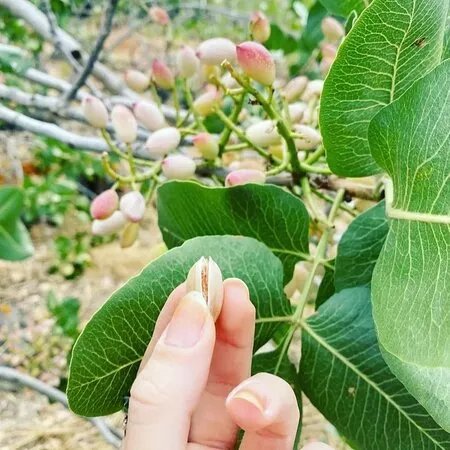 Mailla-la tua dispensa di Sicilia
