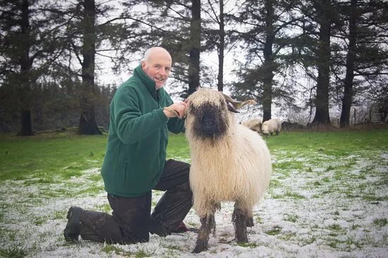 Wild Atlantic Sheep Walks