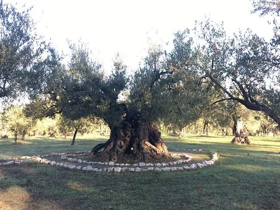 Olivo Monumentale