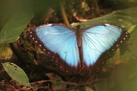 Mariposario del Drago