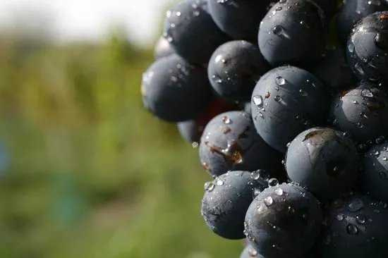Wine Taste Bristol