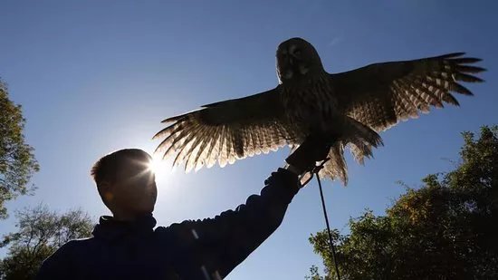 Pitcombe Rock Falconry