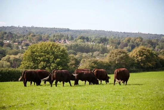 High Weald Area of Outstanding Natural Beauty