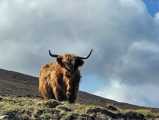 Hector's Highland Coos
