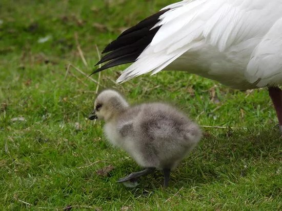 Bird Gardens Scotland Cic