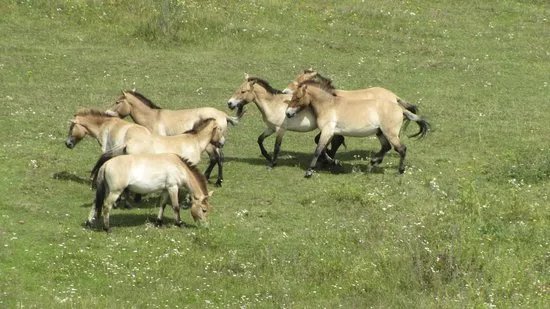 Urwildpferde im Naturschutzgebiet Tennenloher Forst