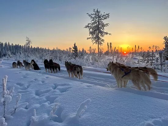 Totti's Sleddog Tours