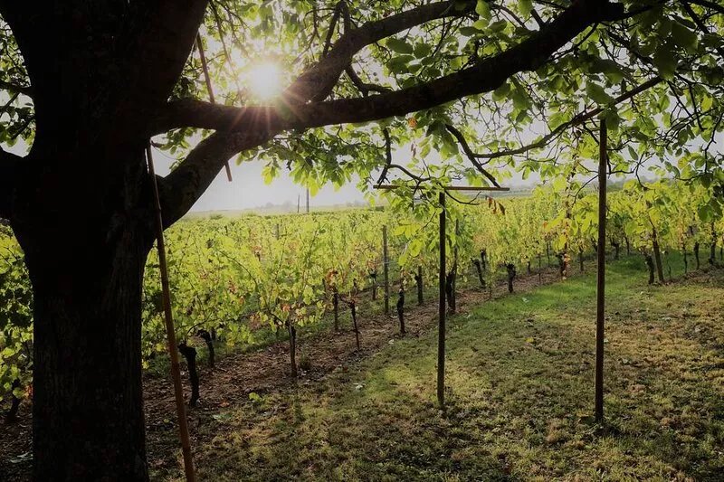 Riesling cottage for 2 to 8 people, ideal for families,
