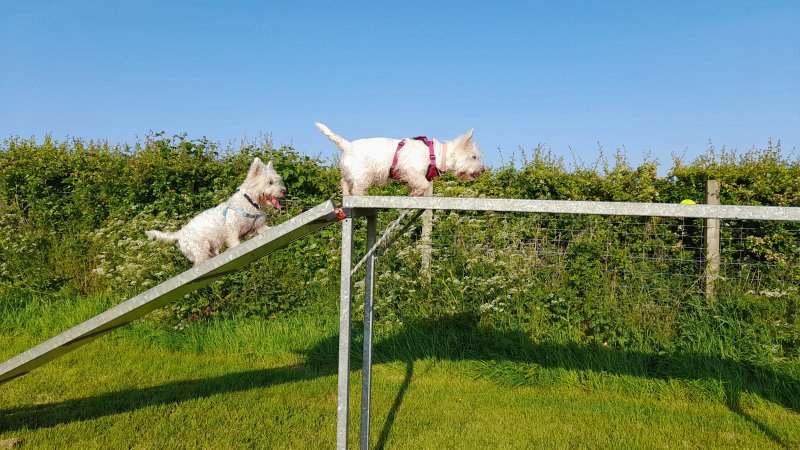Ayrshire K9 play park