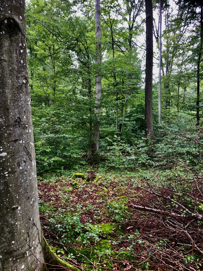 Wanderung Durch Den Hochwald