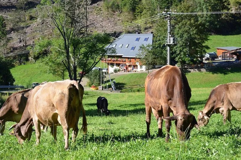 Freiburg, Southern Black Forest, Schauinsland Hofsgrund, farm houses,