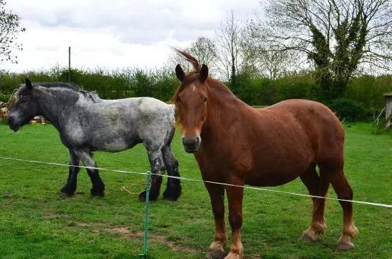 Northcote Heavy Horse Centre