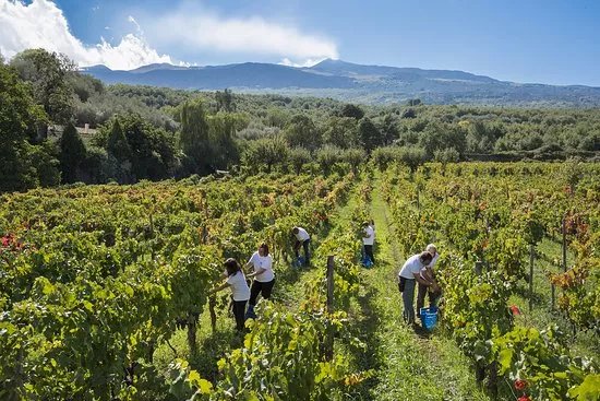 Donnafugata Cantina Randazzo Etna