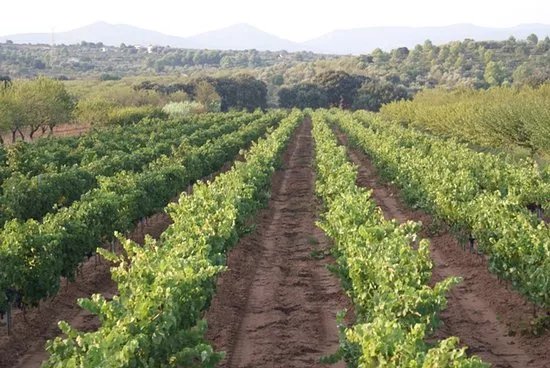 Bodega Vino Magnanimvs
