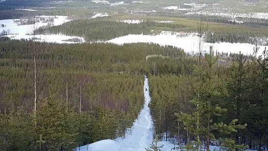 Bjurholm