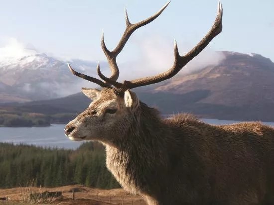 Highland Explorer Tours