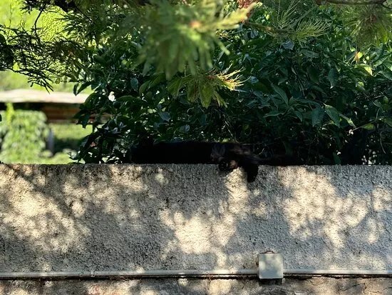 Gatti Felici Di Lipari