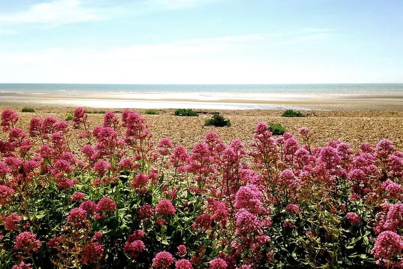 Stylish Seaside Cottage With Nature Reserve, River And Sea Views