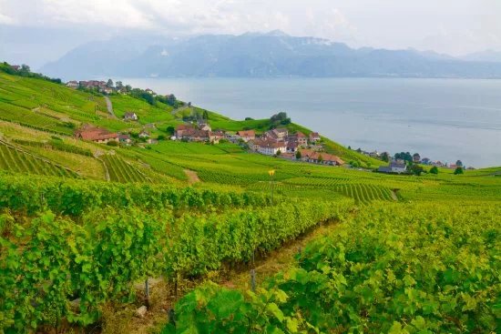 Alain Chollet Winery