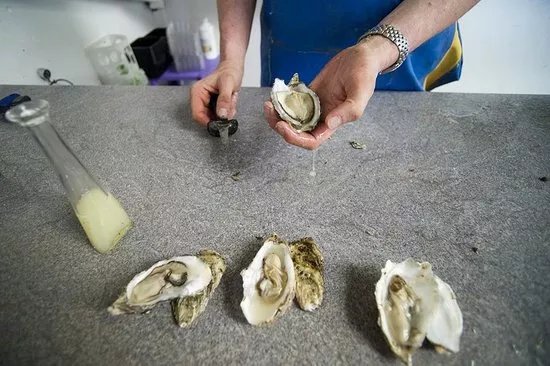 The Oyster Shed