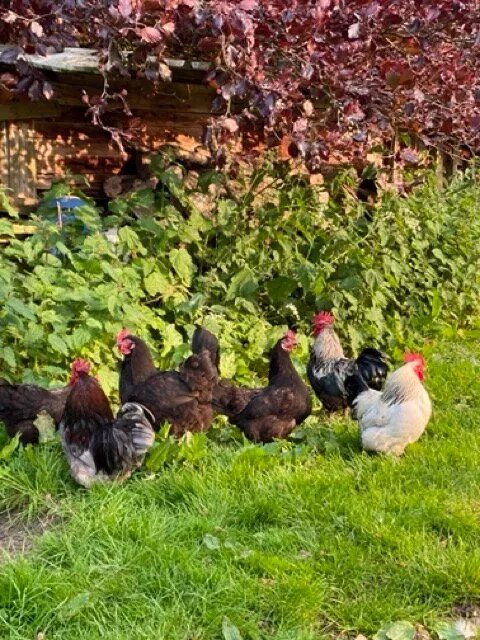 Sallywood Farm