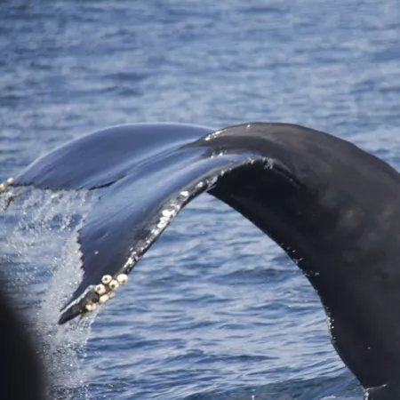 Water4fun - Whale Watching Terceira island