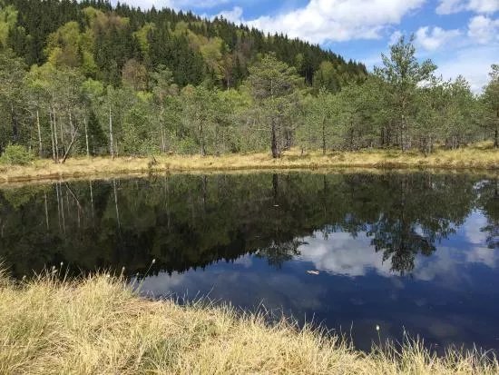 Mohos Peat-Bog