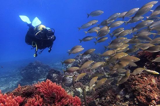 Diving With Nic
