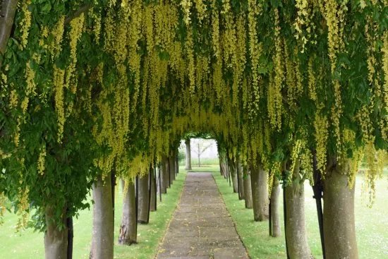 St Marys Pleasance Garden