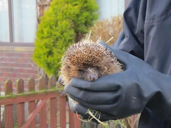 Tiggywinkles Wildlife Hospital Visitor's Centre