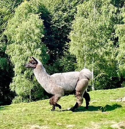 LamaTrekking Ticino