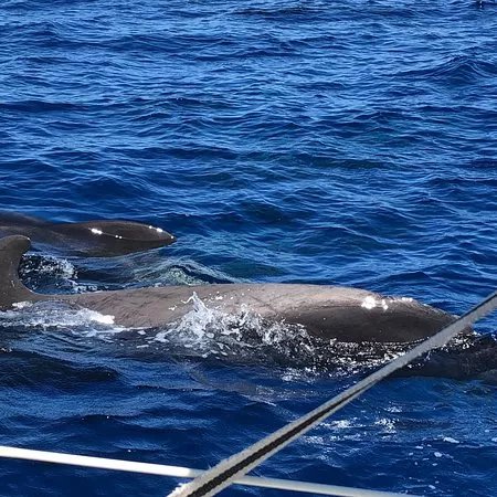 Sirenita Trael - VIP excursions in Tenerife