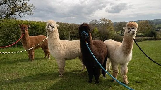 Lindway Springs Alpacas