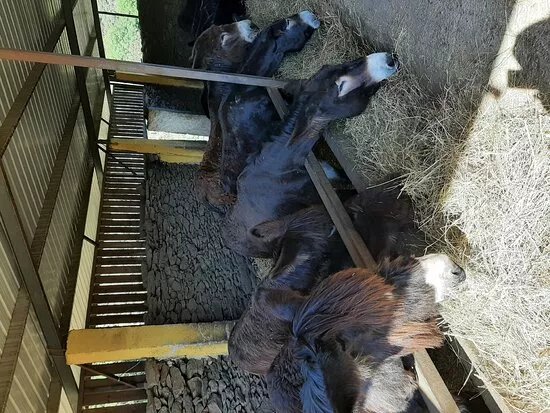 Centro de Valorizacao do Burro de Miranda