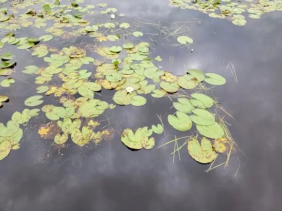 Acres Lake Floating Boardwalk